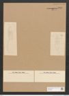 Diatomeae indet. Zeichnungen Sammlung Grunow Nr. 3903 (NHMW-BOT-W0371630)